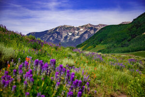 Purple wildflowers with mountain views outside Crested Butte Colorado.